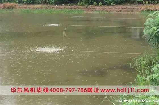 鳜鱼养殖微孔曝气增氧.jpg 鳜鱼养殖微孔曝气增氧.jpg