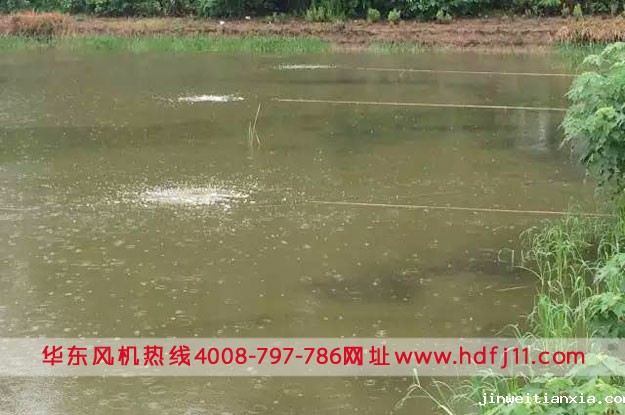 鳜鱼养殖微孔曝气增氧.jpg 鳜鱼养殖微孔曝气增氧.jpg